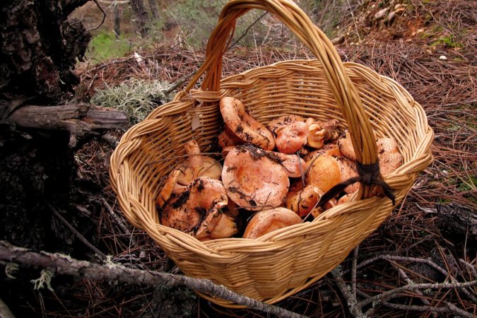 níscalos Merca2.es