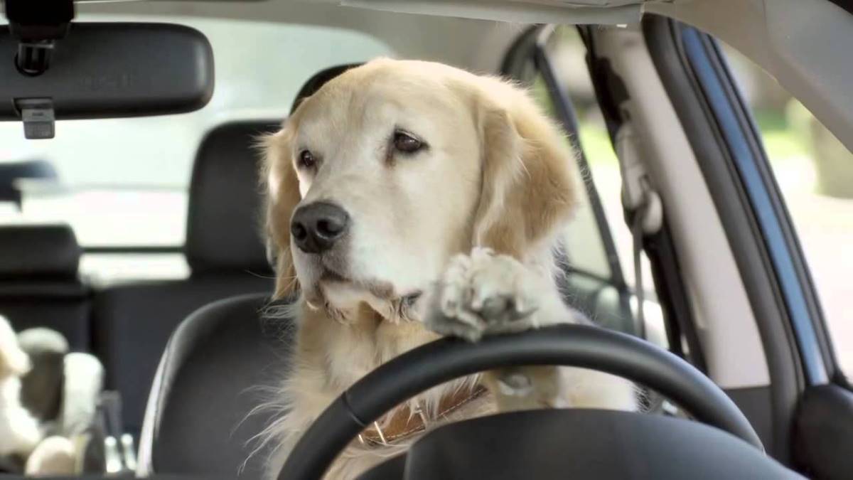 La DGT desvela la manera de llevar tu mascota en el coche de forma segura