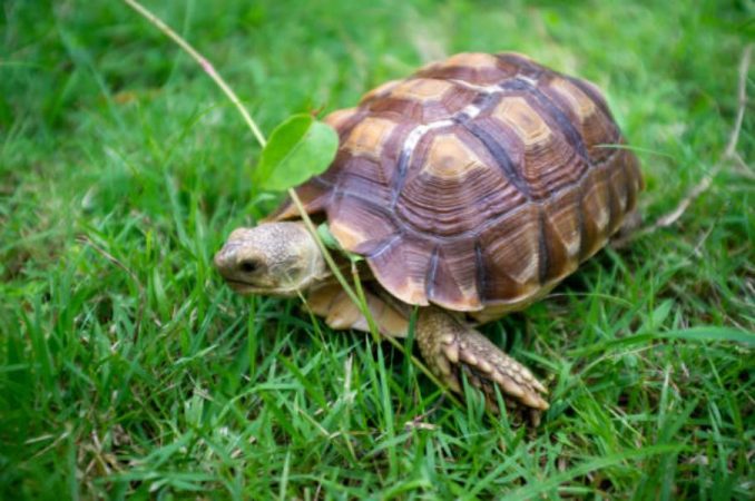 Mascotas prohibidas en España: las tortugas