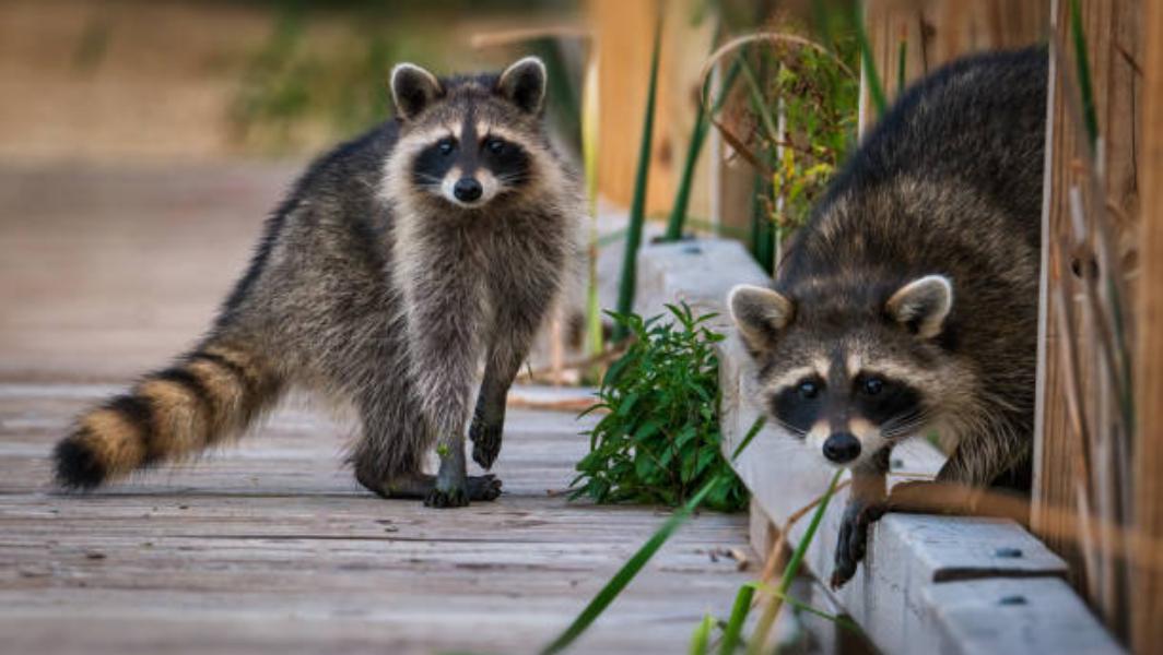 Los mapaches están prohibidos