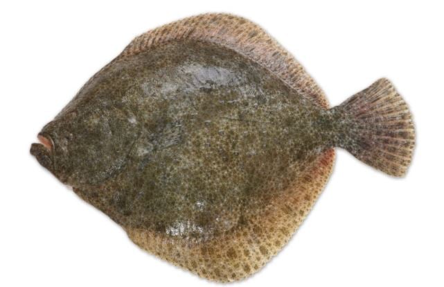 Rodaballo a la sartén: la receta original de Berasategui que está de 10 14 Merca2.es rodaballo 1 Merca2.es