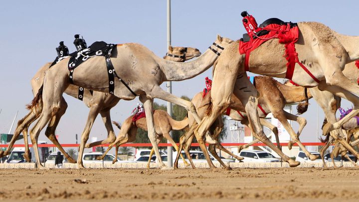 camellos dubai Merca2.es