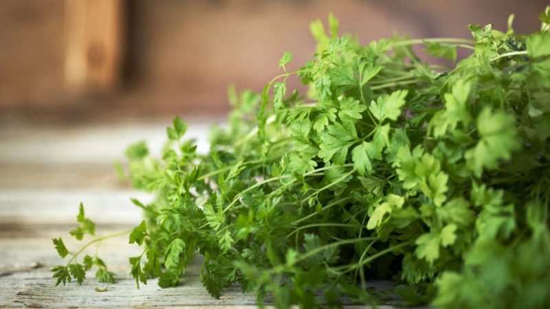 Una hierba casera que ayuda a eliminar cálculos renales