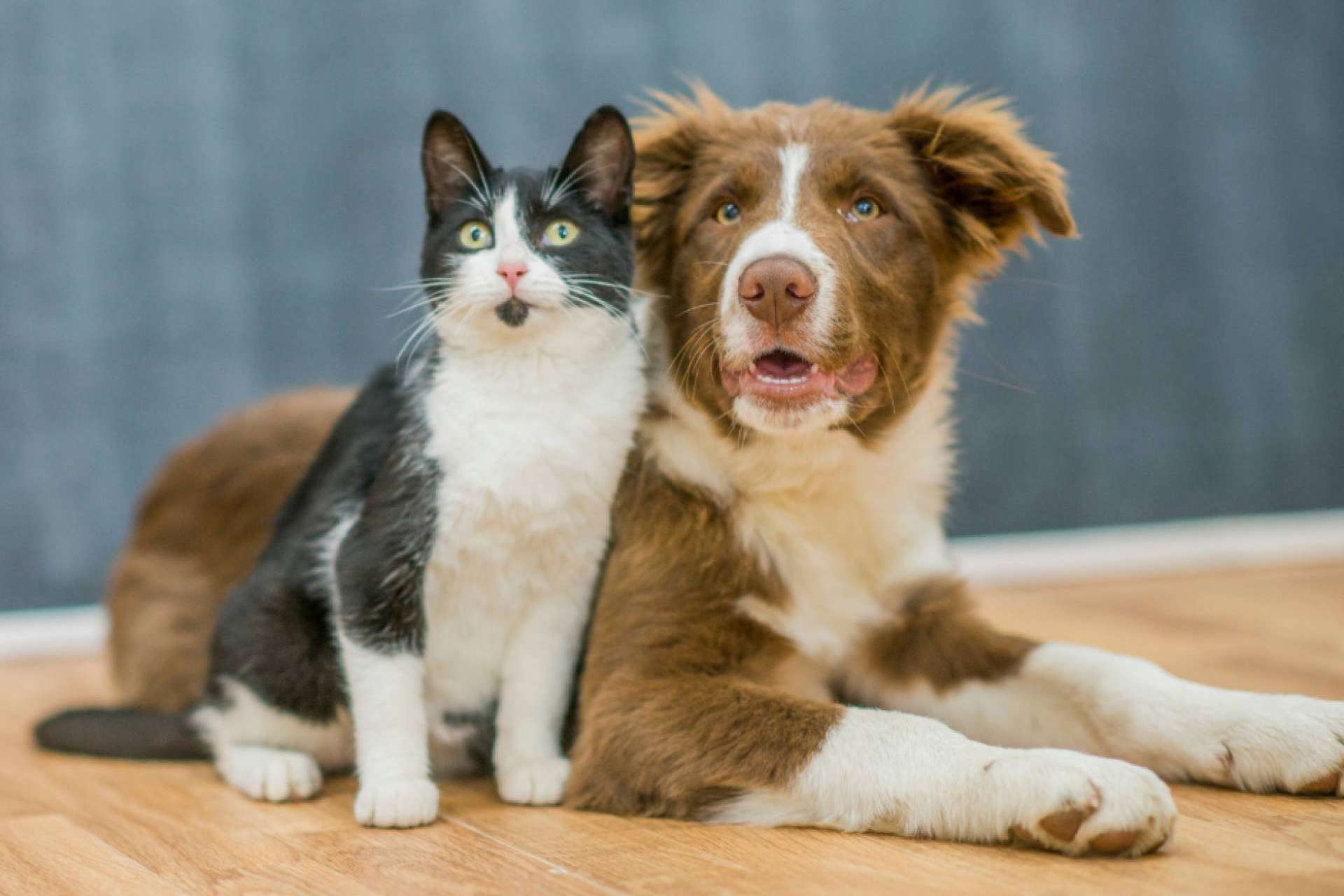 ¿En qué consiste el Derecho Animal? ¿En qué consiste el Derecho Animal?