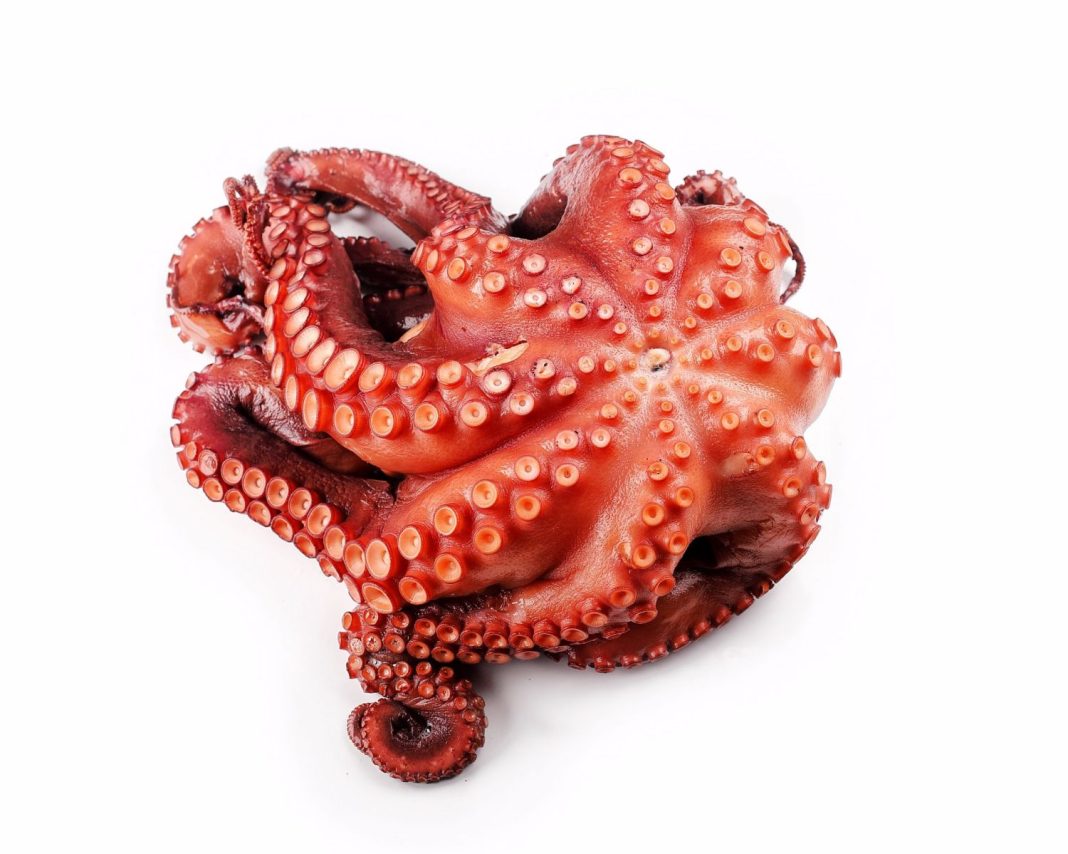 Pulpo
