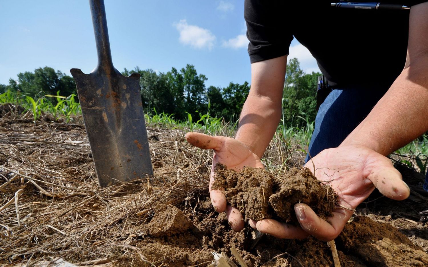 Prácticas agrícolas sostenibles: 7 estrategias de conservación de la biodiversidad en España 2 Merca2.es huerta
