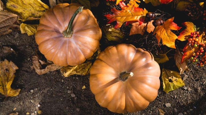 alimentos perfectos: la calabaza