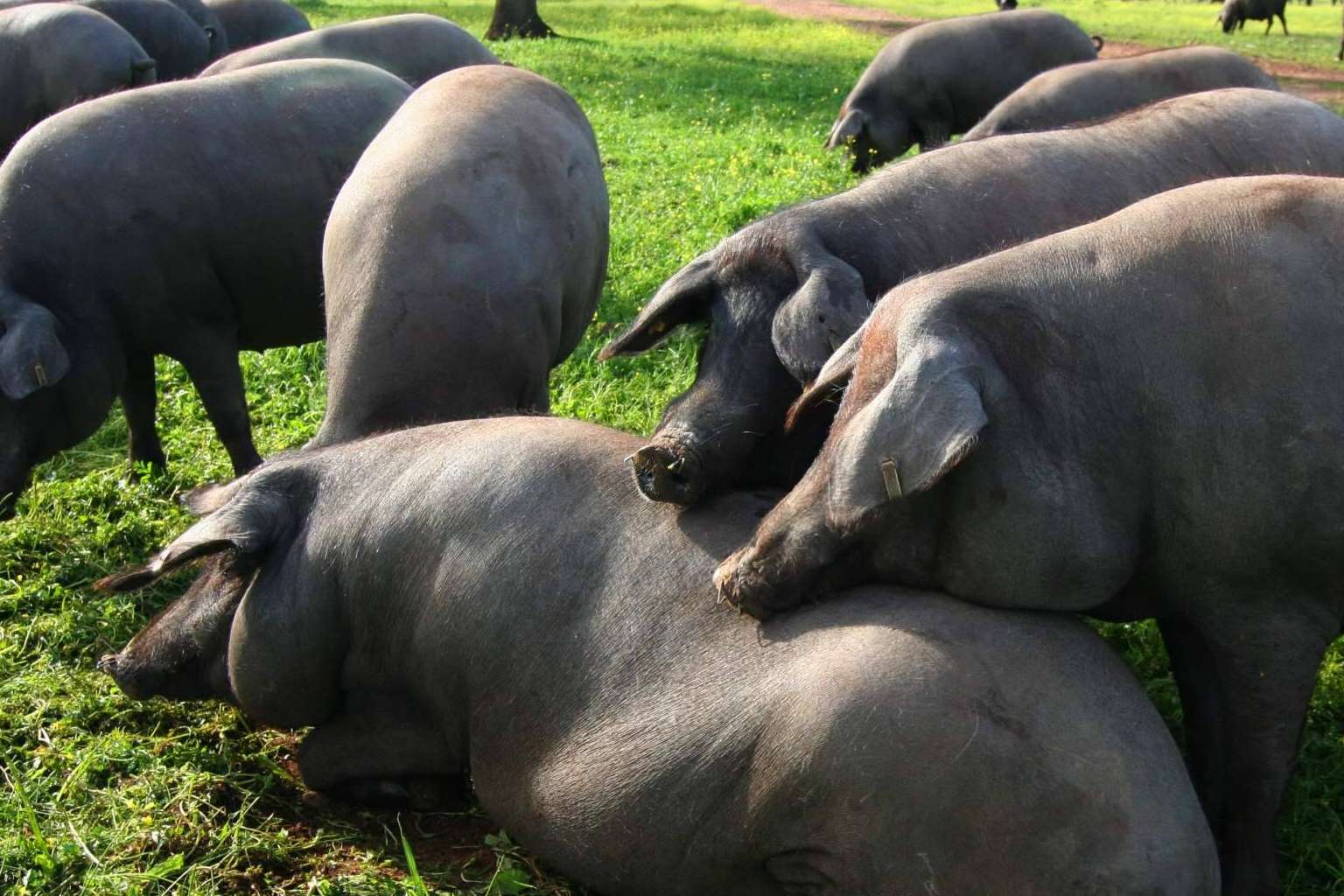 El motivo del alto precio del jamón de bellota, por País de Quercus