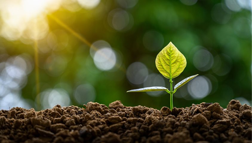 Prácticas agrícolas sostenibles: 7 estrategias de conservación de la biodiversidad en España