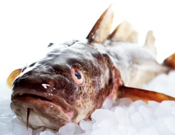 El bacalao, germen de nutrientes que escasean en muchos alimentos