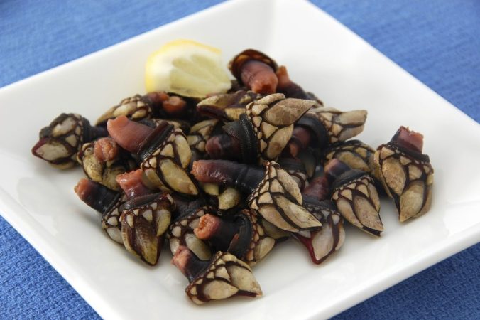 El toque mágico de los percebes