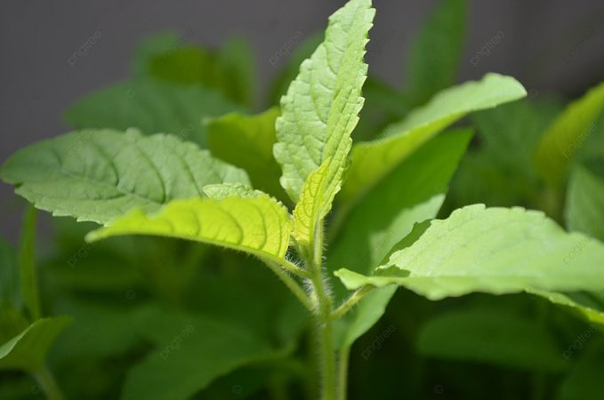 Apta para calmar la ansiedad y el insomnio