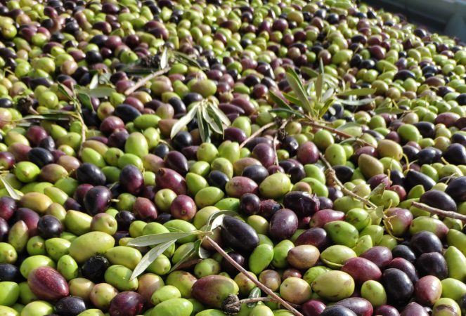 Potencian el sistema inmune