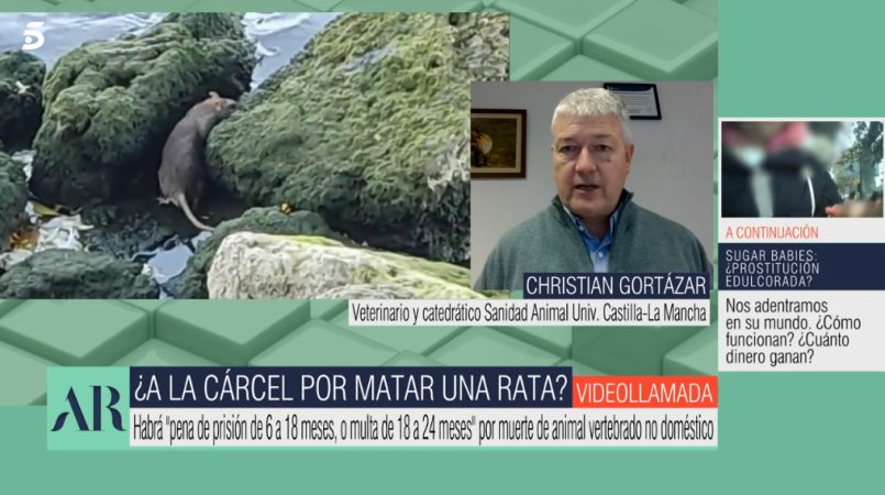 Pena de prisión por matar a una rata