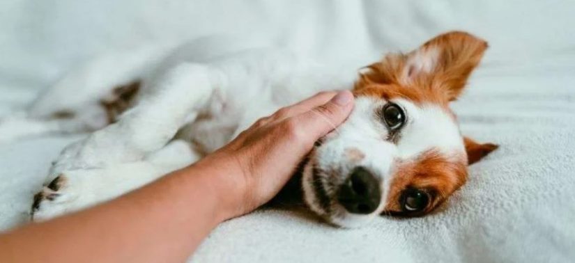 La multa de 10.000 euros que te pueden poner si haces esto con tu perro 31 Merca2.es alcampo-perro