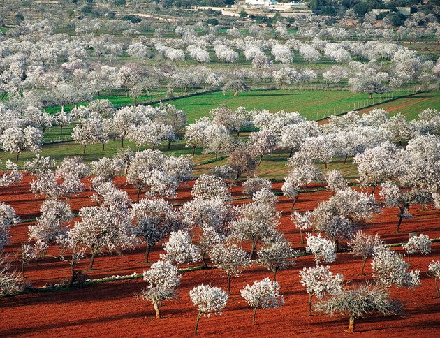 Los pueblos de España más bonitos donde ver almendros en flor