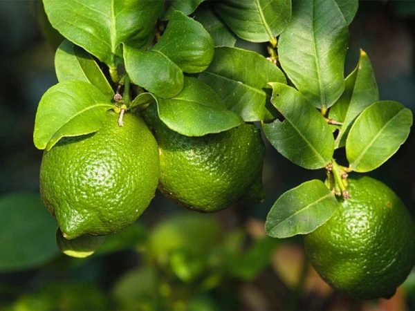 Consumir limón tiene muchos beneficios para la salud