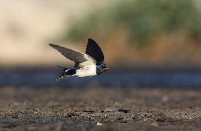 golondrina Merca2.es