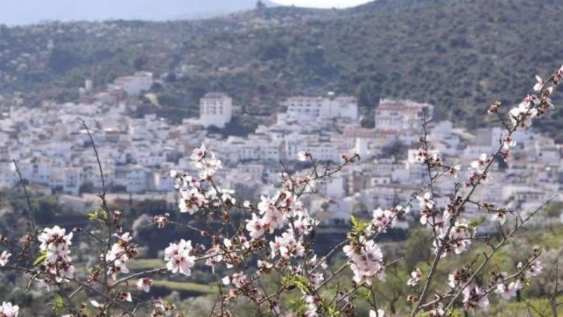 Los pueblos de España más bonitos donde ver almendros en flor 30 Merca2.es guaro Merca2.es