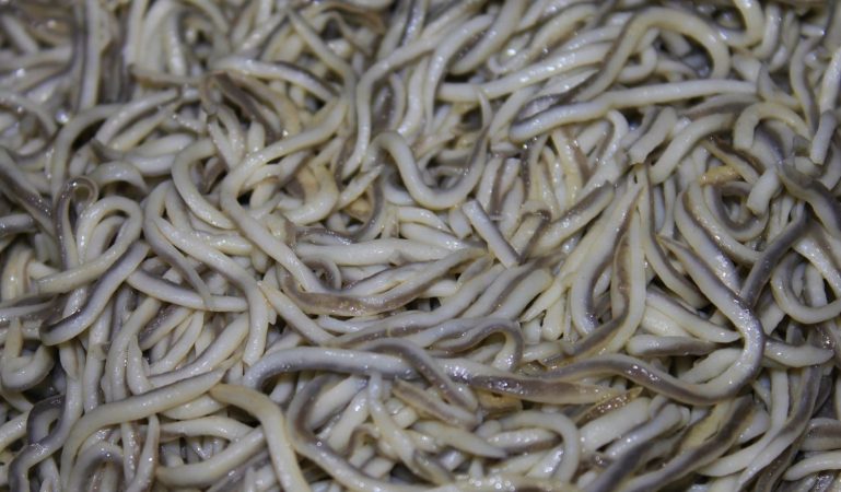 Así puedes hacer unas gulas al ajillo en solo 3 minutos de matrícula 25 Merca2.es La versatilidad de las gulas