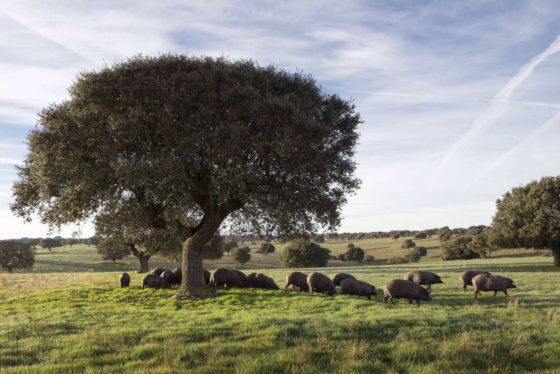 ¿Dónde encontrar uno de los jamones más premiados del mundo? BEHER de Bernardo Hernández