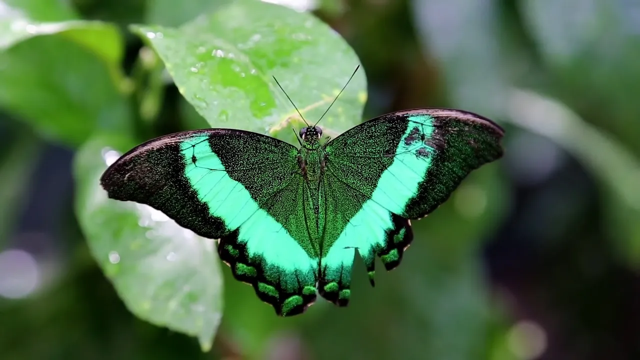 mariposa
