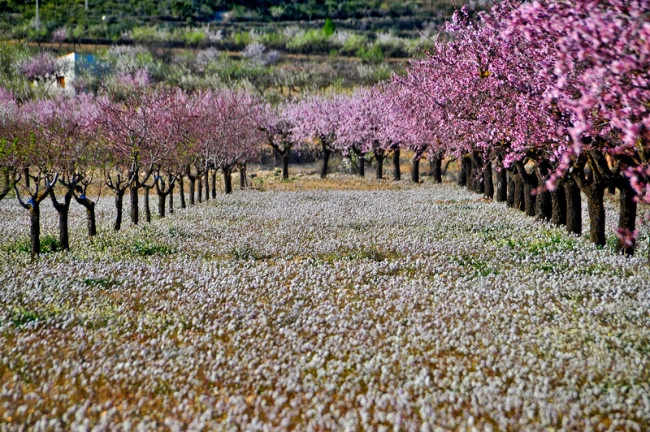 Los pueblos de España más bonitos donde ver almendros en flor 22 Merca2.es amendros