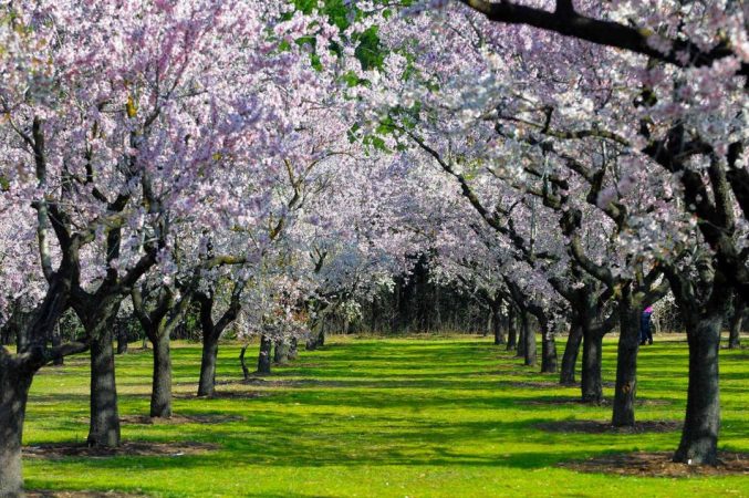 Los pueblos de España más bonitos donde ver almendros en flor 23 Merca2.es amendros