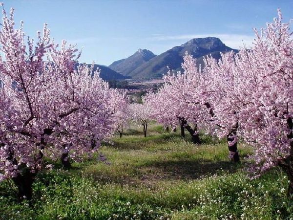 Los pueblos de España más bonitos donde ver almendros en flor 27 Merca2.es valle pop Merca2.es