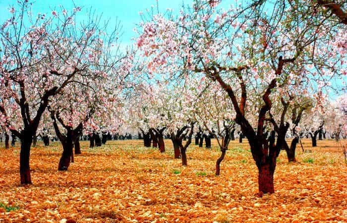 Los pueblos de España más bonitos donde ver almendros en flor 24 Merca2.es amendros