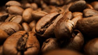 ¿Sabías que el café más caro del mundo es defecado por un animal?