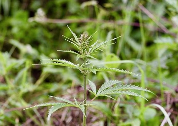 El cannabis medicinal llega a Andalucía