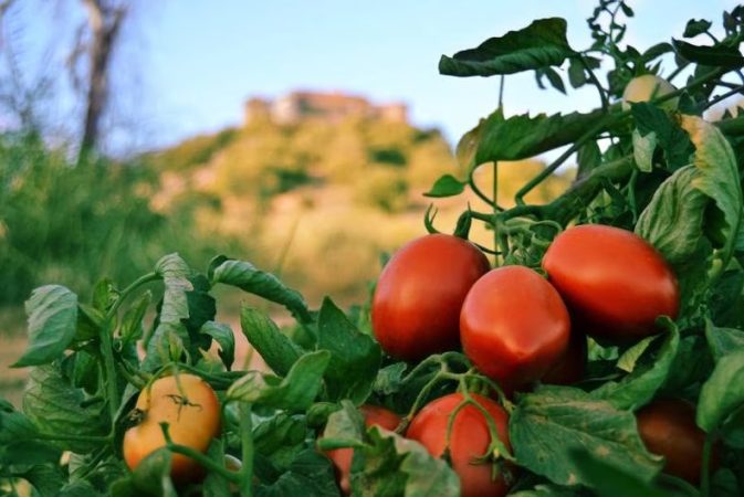 Efectos de no consumir suficientes verduras