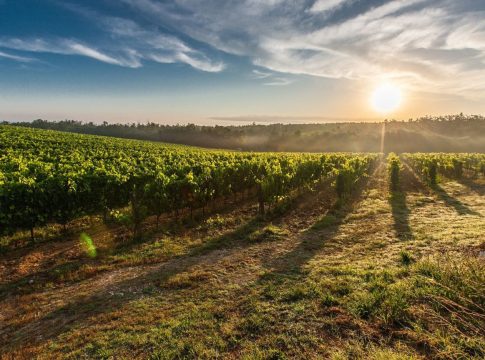 agricultura sostenible 0 agricultura sostenible