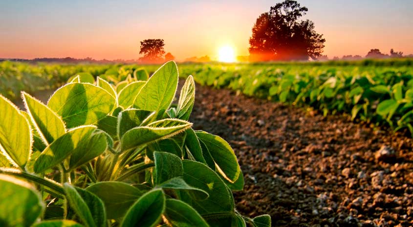 Impulsando la Sostenibilidad a través de Innovaciones en las AgTech