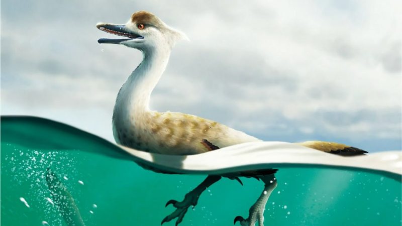 este dinosaurio tenia cuerpo de Merca2