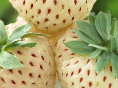 fresas blancas