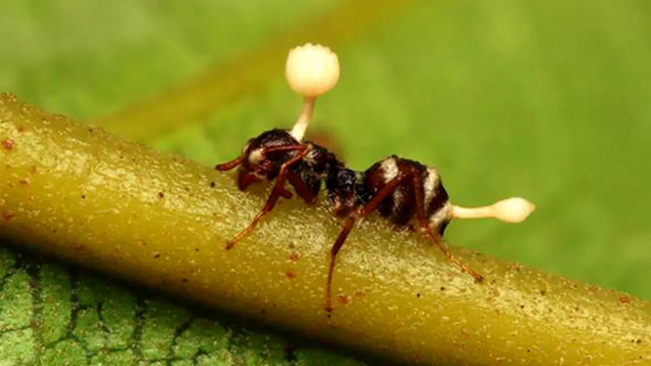 ¿Qué es el Cordyceps?