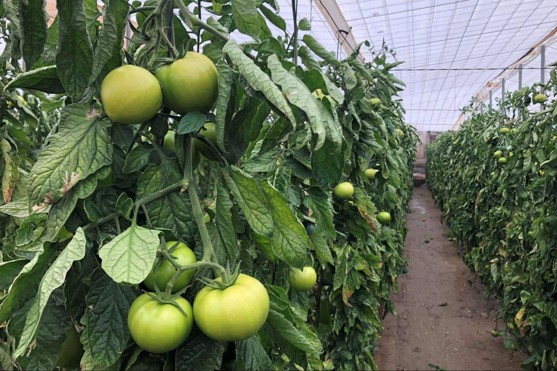 La tecnología de ITC para aumentar el rendimiento del cultivo