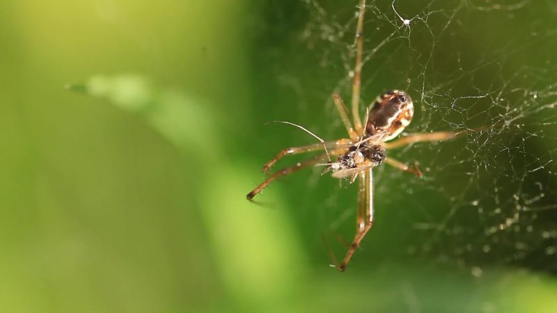 las aranas ahorran energia cabez Merca2.es