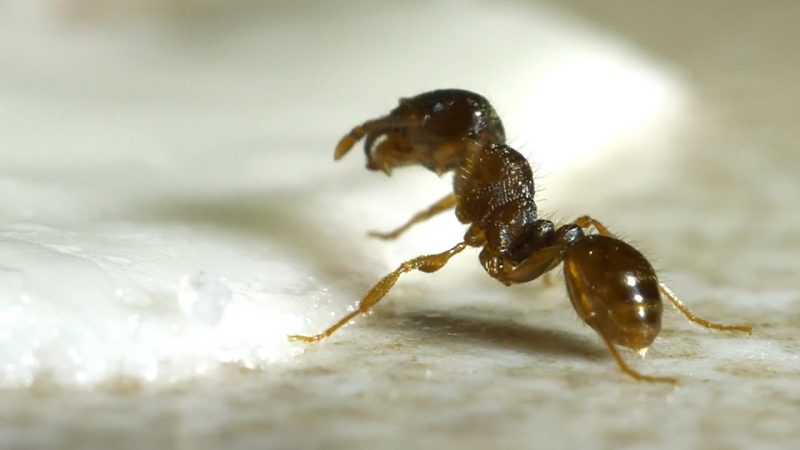 Preparar las trampas de forma sencilla