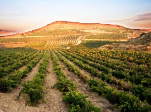 ruta-vino Viñedos
