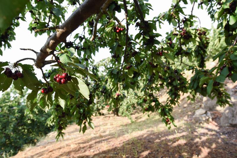 Los robos en el campo se elevan un 19% en 2022, según Unión de Uniones