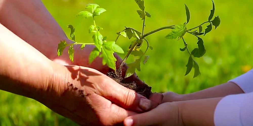 Huertos urbanos: una alternativa para cultivar en la ciudad 3 Merca2.es Iniciativas de huertos urbanos