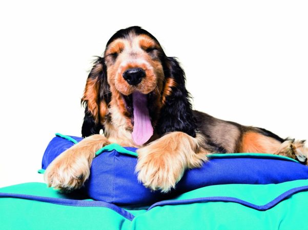 La importancia de cuidar bien a nuestras mascotas