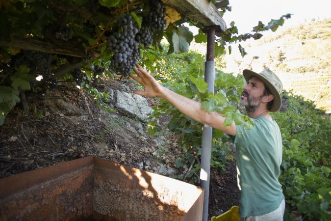 EuropaPress 4680144 vendimiador cosechero recoge racimos garnacha septiembre 2022 ribeira sacra Merca2.es