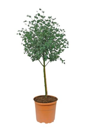 Planta mediterránea