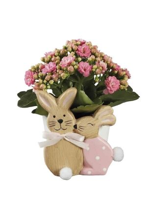 Kalanchoe en oferta en Lild