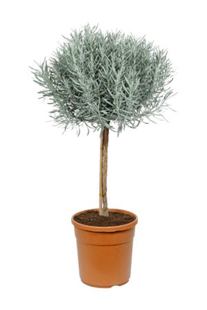 Lavanda, también de oferta en Lidl