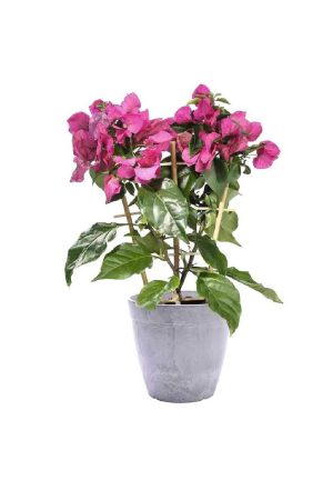 Buganvilla, y las mejores están en Lidl